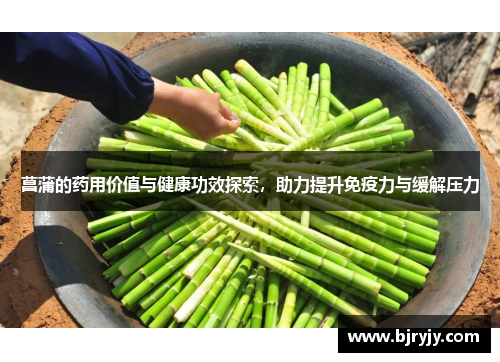 菖蒲的药用价值与健康功效探索，助力提升免疫力与缓解压力